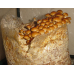 Мицелий Опенка намеко / Фолиота намеко (Pholiota nameko)